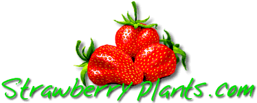 Strawberry Plants.com - Your source for everything berry.